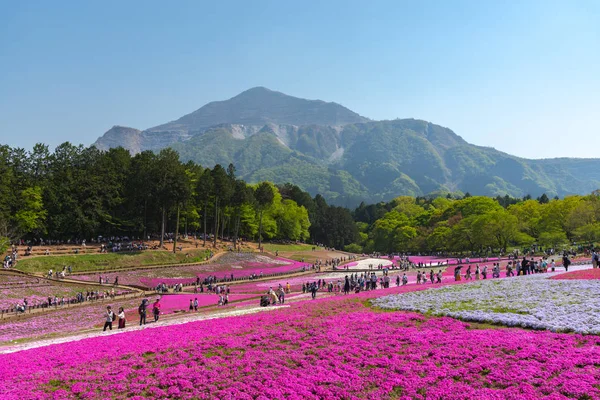 Saitama, Japonya - Nis 21, 2018: Hitsujiyama Park'ta Pembe yosun (Shibazakura, Phlox subulata) çiçeği nin görünümü. Chichibu şehir, Saitama, Japonya'da ünlü bir turizm Shibazakura festivali.