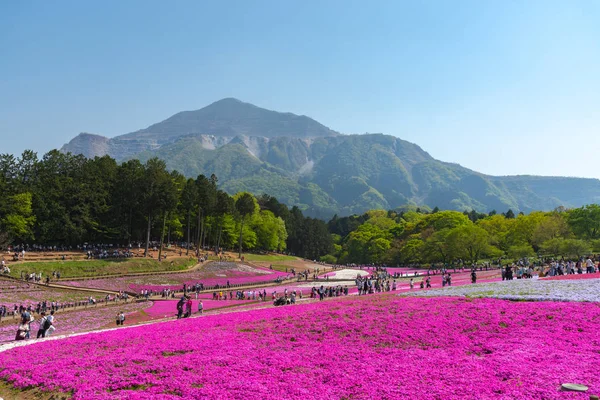Saitama, Japonya - Nis 21, 2018: Hitsujiyama Park'ta Pembe yosun (Shibazakura, Phlox subulata) çiçeği nin görünümü. Chichibu şehir, Saitama, Japonya'da ünlü bir turizm Shibazakura festivali.