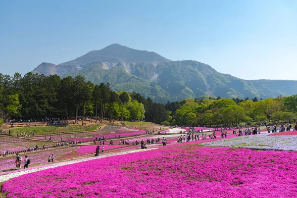 Saitama, Japonya - Nis 21, 2018: Hitsujiyama Park'ta Pembe yosun (Shibazakura, Phlox subulata) çiçeği nin görünümü. Chichibu şehir, Saitama, Japonya'da ünlü bir turizm Shibazakura festivali.