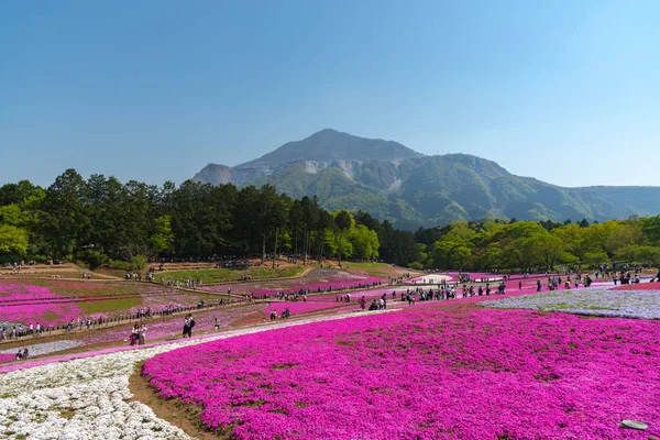 Saitama, Japonya - Nis 21, 2018: Hitsujiyama Park'ta Pembe yosun (Shibazakura, Phlox subulata) çiçeği nin görünümü. Chichibu şehir, Saitama, Japonya'da ünlü bir turizm Shibazakura festivali.
