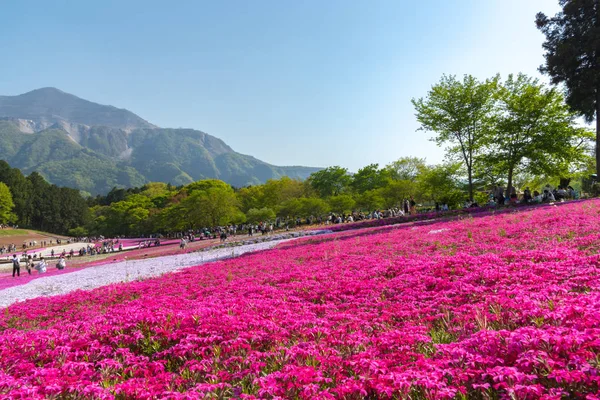 Saitama Japonia Kwi 2018 Widok Różowy Mech Shibazakura Phlox Subulata — Zdjęcie stockowe
