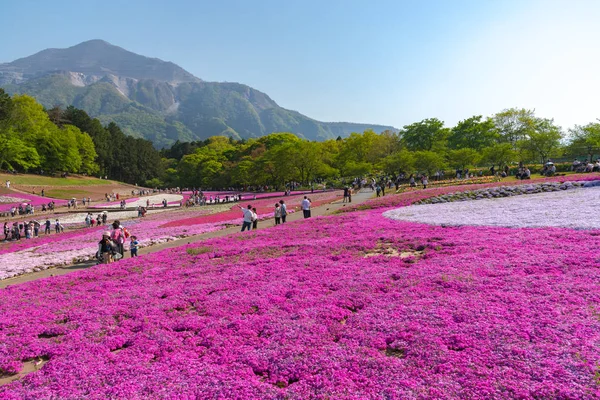 Saitama, Japonya - Nis 21, 2018: Hitsujiyama Park'ta Pembe yosun (Shibazakura, Phlox subulata) çiçeği nin görünümü. Chichibu şehir, Saitama, Japonya'da ünlü bir turizm Shibazakura festivali.