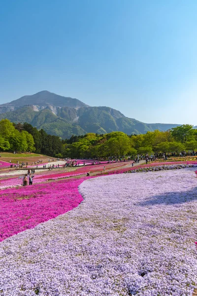 Saitama, Japonya - Nis 21, 2018: Hitsujiyama Park'ta Pembe yosun (Shibazakura, Phlox subulata) çiçeği nin görünümü. Chichibu şehir, Saitama, Japonya'da ünlü bir turizm Shibazakura festivali.