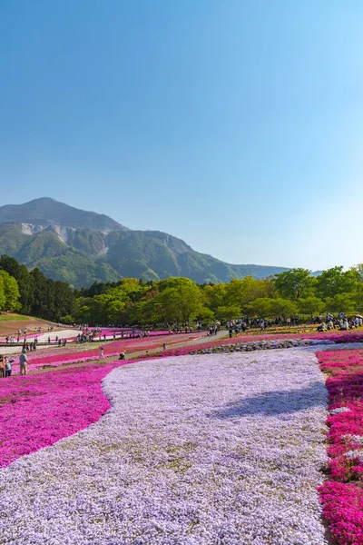 Saitama, Japonya - Nis 21, 2018: Hitsujiyama Park'ta Pembe yosun (Shibazakura, Phlox subulata) çiçeği nin görünümü. Chichibu şehir, Saitama, Japonya'da ünlü bir turizm Shibazakura festivali.
