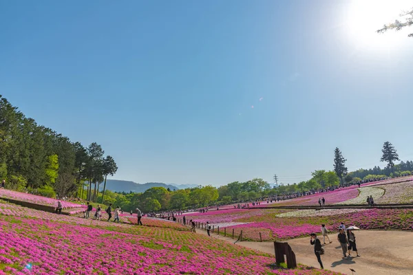 Сайтама Япония Января 2018 Года Вид Розовый Мох Shibazakura Phlox — стоковое фото