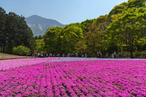 Saitama, Japonya - Nis 21, 2018: Hitsujiyama Park'ta Pembe yosun (Shibazakura, Phlox subulata) çiçeği nin görünümü. Chichibu şehir, Saitama, Japonya'da ünlü bir turizm Shibazakura festivali.