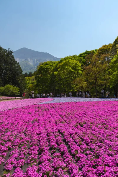 Saitama Japonia Kwi 2018 Widok Różowy Mech Shibazakura Phlox Subulata — Zdjęcie stockowe