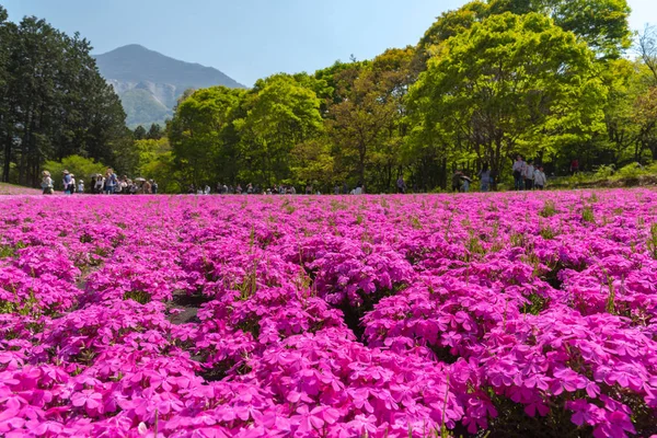 Krajobraz Kolorowe Shiba Sakura Phlox Subulata Różowy Mech Blossom Wiosną — Zdjęcie stockowe
