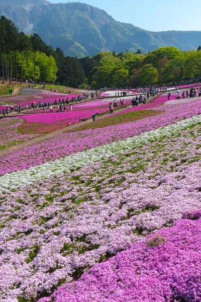 Renkli Shiba Sakura Manzara ( Phlox Subulata, Pembe yosun ) Arka planda Mount Buko ile Hitsujiyama Park'ta Bahar Çiçeği, Chichibu şehir, Saitama Prefecture, Japonya