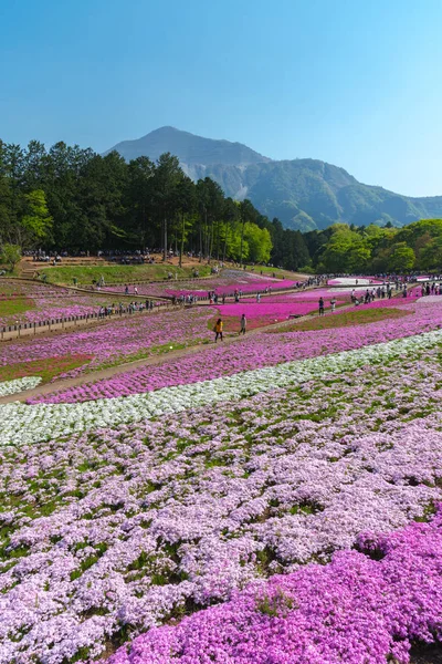 Krajobraz Kolorowe Shiba Sakura Phlox Subulata Różowy Mech Blossom Wiosną — Zdjęcie stockowe