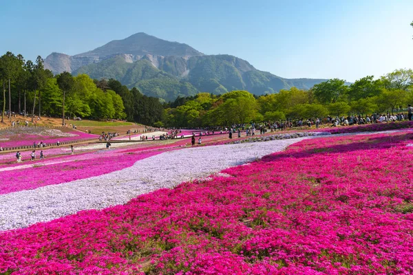 Krajobraz Kolorowe Shiba Sakura Phlox Subulata Różowy Mech Blossom Wiosną — Zdjęcie stockowe