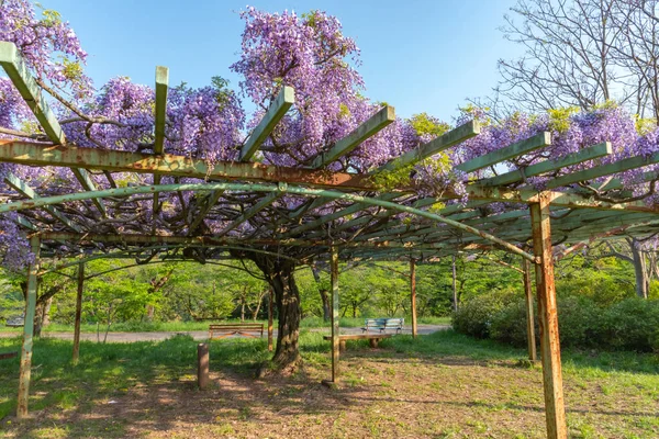 春の晴れた日にコテージと紫の藤の木の美しい満開は 花をトレリス — ストック写真
