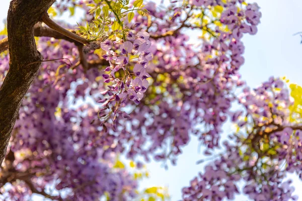 Beautiful Full Bloom Purple Wisteria Blossom Trees Trellis Flowers Cottage — Stock Photo, Image