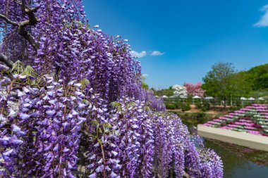 Ashikaga Çiçek Parkı, Tochigi prefecture, Japonya'da Ünlü seyahat hedef bahar güneşli bir günde Mor pembe Wisteria çiçeği ağaçları trellis çiçek güzel tam çiçek