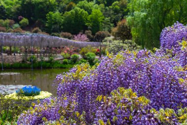 Ashikaga Çiçek Parkı, Tochigi prefecture, Japonya'da Ünlü seyahat hedef bahar güneşli bir günde Mor pembe Wisteria çiçeği ağaçları trellis çiçek güzel tam çiçek
