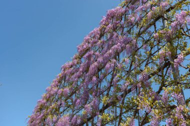 Ashikaga Çiçek Parkı, Tochigi prefecture, Japonya'da Ünlü seyahat hedef bahar güneşli bir günde Mor pembe Wisteria çiçeği ağaçları trellis çiçek güzel tam çiçek