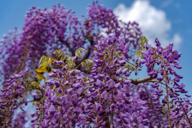 Ashikaga Çiçek Parkı, Tochigi prefecture, Japonya'da Ünlü seyahat hedef bahar güneşli bir günde Mor pembe Wisteria çiçeği ağaçları trellis çiçek güzel tam çiçek