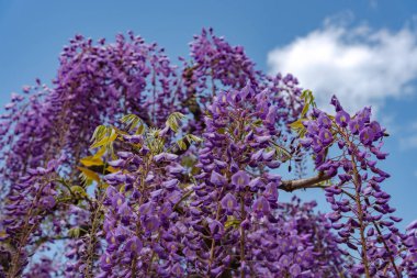 Ashikaga Çiçek Parkı, Tochigi prefecture, Japonya'da Ünlü seyahat hedef bahar güneşli bir günde Mor pembe Wisteria çiçeği ağaçları trellis çiçek güzel tam çiçek
