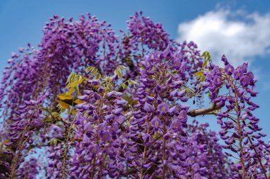 Ashikaga Çiçek Parkı, Tochigi prefecture, Japonya'da Ünlü seyahat hedef bahar güneşli bir günde Mor pembe Wisteria çiçeği ağaçları trellis çiçek güzel tam çiçek