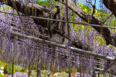 Ashikaga Çiçek Parkı, Tochigi prefecture, Japonya'da Ünlü seyahat hedef bahar güneşli bir günde Mor pembe Wisteria çiçeği ağaçları trellis çiçek güzel tam çiçek