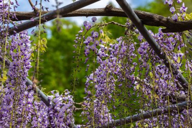 Yakın çekim güzel mor pembe Wisteria çiçeği ağaçları trellis çiçekler ilkbahar güneşli bir gün Ashikaga Çiçek Parkı, Tochigi prefecture, Japonya'da ünlü seyahat hedef