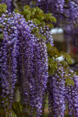 Yakın çekim güzel mor pembe Wisteria çiçeği ağaçları trellis çiçekler ilkbahar güneşli bir gün Ashikaga Çiçek Parkı, Tochigi prefecture, Japonya'da ünlü seyahat hedef