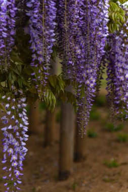 Yakın çekim güzel mor pembe Wisteria çiçeği ağaçları trellis çiçekler ilkbahar güneşli bir gün Ashikaga Çiçek Parkı, Tochigi prefecture, Japonya'da ünlü seyahat hedef