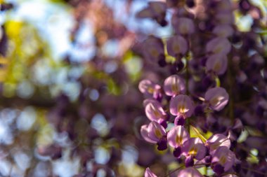 Yakın çekim güzel mor pembe Wisteria çiçeği ağaçları trellis çiçekler ilkbahar güneşli bir gün Ashikaga Çiçek Parkı, Tochigi prefecture, Japonya'da ünlü seyahat hedef