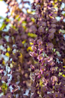 Yakın çekim güzel mor pembe Wisteria çiçeği ağaçları trellis çiçekler ilkbahar güneşli bir gün Ashikaga Çiçek Parkı, Tochigi prefecture, Japonya'da ünlü seyahat hedef