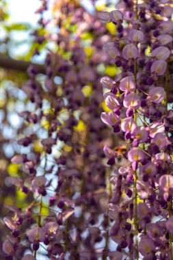 Yakın çekim güzel mor pembe Wisteria çiçeği ağaçları trellis çiçekler ilkbahar güneşli bir gün Ashikaga Çiçek Parkı, Tochigi prefecture, Japonya'da ünlü seyahat hedef