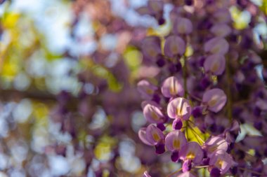 Yakın çekim güzel mor pembe Wisteria çiçeği ağaçları trellis çiçekler ilkbahar güneşli bir gün Ashikaga Çiçek Parkı, Tochigi prefecture, Japonya'da ünlü seyahat hedef