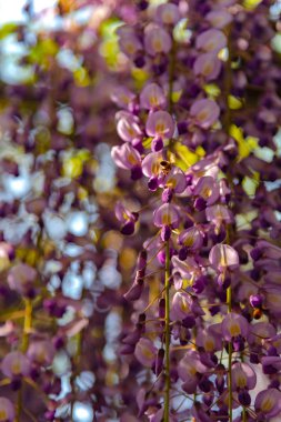 Yakın çekim güzel mor pembe Wisteria çiçeği ağaçları trellis çiçekler ilkbahar güneşli bir gün Ashikaga Çiçek Parkı, Tochigi prefecture, Japonya'da ünlü seyahat hedef