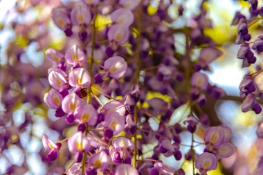 Yakın çekim güzel mor pembe Wisteria çiçeği ağaçları trellis çiçekler ilkbahar güneşli bir gün Ashikaga Çiçek Parkı, Tochigi prefecture, Japonya'da ünlü seyahat hedef