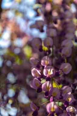 Yakın çekim güzel mor pembe Wisteria çiçeği ağaçları trellis çiçekler ilkbahar güneşli bir gün Ashikaga Çiçek Parkı, Tochigi prefecture, Japonya'da ünlü seyahat hedef