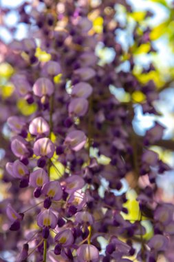 Yakın çekim güzel mor pembe Wisteria çiçeği ağaçları trellis çiçekler ilkbahar güneşli bir gün Ashikaga Çiçek Parkı, Tochigi prefecture, Japonya'da ünlü seyahat hedef