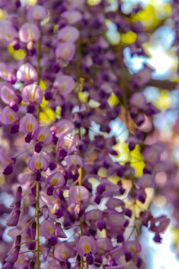 Yakın çekim güzel mor pembe Wisteria çiçeği ağaçları trellis çiçekler ilkbahar güneşli bir gün Ashikaga Çiçek Parkı, Tochigi prefecture, Japonya'da ünlü seyahat hedef