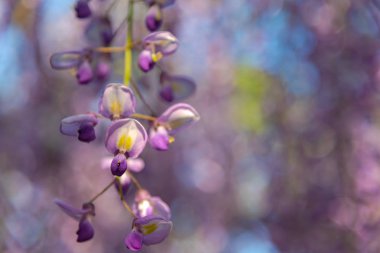 Yakın çekim güzel mor pembe Wisteria çiçeği ağaçları trellis çiçekler ilkbahar güneşli bir gün Ashikaga Çiçek Parkı, Tochigi prefecture, Japonya'da ünlü seyahat hedef