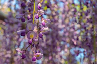 Yakın çekim güzel mor pembe Wisteria çiçeği ağaçları trellis çiçekler ilkbahar güneşli bir gün Ashikaga Çiçek Parkı, Tochigi prefecture, Japonya'da ünlü seyahat hedef