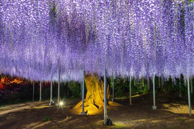 View of full bloom Purple pink Giant Wisteria trellis. mysterious beauty when lighted up at night with colorful blossoming flowers. Ashikaga Flower Park, Tochigi , famous travel destination in Japan clipart