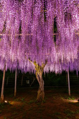 Tam çiçek Mor pembe Dev Wisteria trellis görünümü. renkli çiçek çiçekleri ile gece aydınlatılmış gizemli güzellik. Ashikaga Flower Park, Tochigi , Japonya'da ünlü seyahat hedef