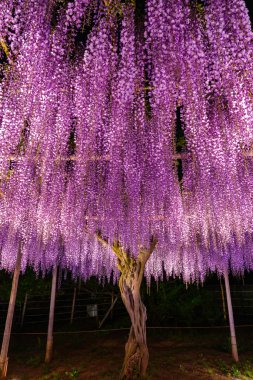 Tam çiçek Mor pembe Dev Wisteria trellis görünümü. renkli çiçek çiçekleri ile gece aydınlatılmış gizemli güzellik. Ashikaga Flower Park, Tochigi , Japonya'da ünlü seyahat hedef