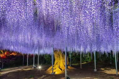 Tam çiçek Mor pembe Dev Wisteria trellis görünümü. renkli çiçek çiçekleri ile gece aydınlatılmış gizemli güzellik. Ashikaga Flower Park, Tochigi , Japonya'da ünlü seyahat hedef