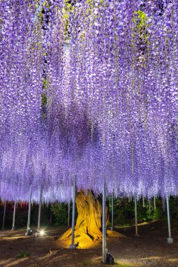 Tam çiçek Mor pembe Dev Wisteria trellis görünümü. renkli çiçek çiçekleri ile gece aydınlatılmış gizemli güzellik. Ashikaga Flower Park, Tochigi , Japonya'da ünlü seyahat hedef