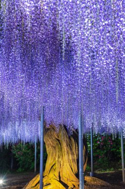 Tam çiçek Mor pembe Dev Wisteria trellis görünümü. renkli çiçek çiçekleri ile gece aydınlatılmış gizemli güzellik. Ashikaga Flower Park, Tochigi , Japonya'da ünlü seyahat hedef