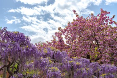 Ashikaga Çiçek Parkı, Tochigi prefecture, Japonya'da ünlü seyahat hedef bahar güneşli bir günde çiçek tam çiçek renkli çoklu tür görünümü