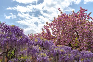 View of full bloom colorful multiple kind of flowers in springtime sunny day at Ashikaga Flower Park, Tochigi prefecture, Famous travel destination in Japan clipart