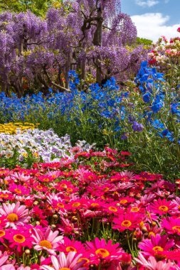 Ashikaga Çiçek Parkı, Tochigi prefecture, Japonya'da ünlü seyahat hedef bahar güneşli bir günde çiçek tam çiçek renkli çoklu tür görünümü
