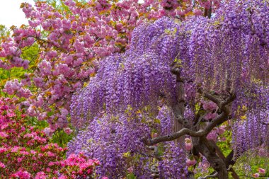 Ashikaga Çiçek Parkı, Tochigi prefecture, Japonya'da ünlü seyahat hedef bahar güneşli bir günde çiçek tam çiçek renkli çoklu tür görünümü