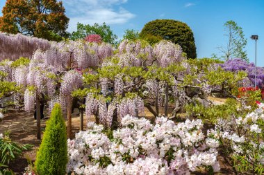 Ashikaga Çiçek Parkı, Tochigi prefecture, Japonya'da ünlü seyahat hedef bahar güneşli bir günde çiçek tam çiçek renkli çoklu tür görünümü