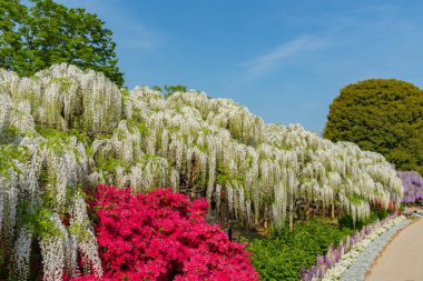 Ashikaga Çiçek Parkı, Tochigi prefecture, Japonya'da ünlü seyahat hedef bahar güneşli bir günde çiçek tam çiçek renkli çoklu tür görünümü
